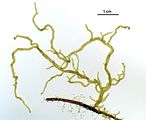 Cladosiphon zosterae2